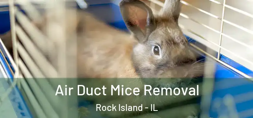  Air Duct Mice Removal Rock Island - IL
