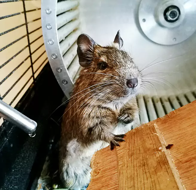 Why Homeowners & Businesses Trust Us Rock Island, IL